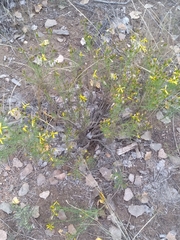 Senecio spartioides
