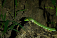 Trimeresurus macrops