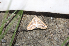 Caripeta angustiorata