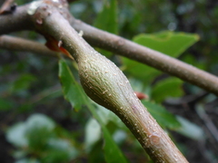 Callirhytis quercussuttoni