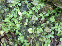 Stellaria crispa