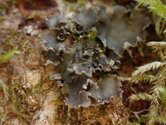 Peltigera collina