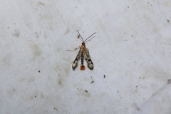 Synanthedon acerni