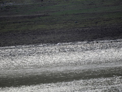 Phoenicopterus chilensis