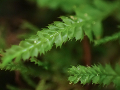 Plagiochila gracilis