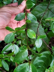 Myrcia citrifolia