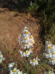 Schizanthus pinnatus