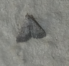 Bleptina caradrinalis