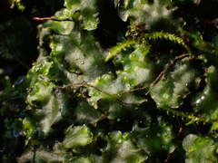 Pellia neesiana