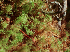 Bartramia pomiformis
