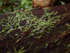 Lophocolea bidentata
