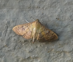 Psara obscuralis