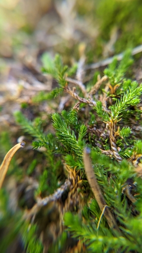 Image of Selaginella underwoodii by (c) Darrin Gobble, some rights reserved (CC BY)