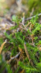Selaginella underwoodii