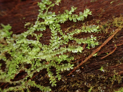 Lophocolea bidentata