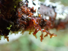Frullania nisquallensis