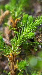 Selaginella underwoodii