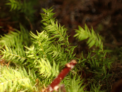 Bartramiopsis lescurii