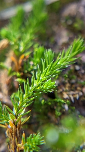 Image of Selaginella underwoodii by (c) Darrin Gobble, some rights reserved (CC BY)