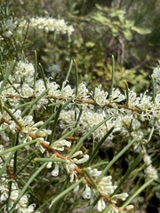 Hakea teretifolia