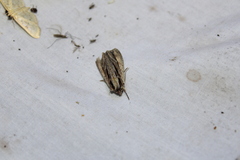 Apamea verbascoides
