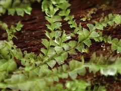 Lophocolea bidentata