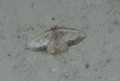 Idaea kendallaria
