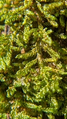 Selaginella underwoodii