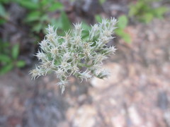 Eupatorium album