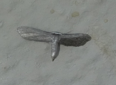 Protoproutia laredoata