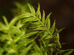 Bartramiopsis lescurii