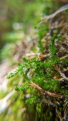 Selaginella underwoodii