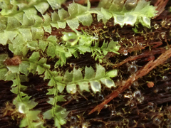 Lophocolea bidentata