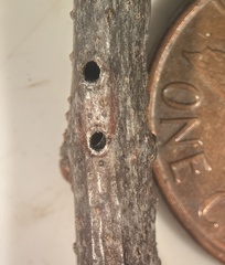 Callirhytis medularis