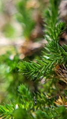Selaginella underwoodii