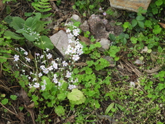 Primula malacoides