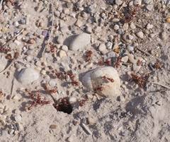 Pogonomyrmex barbatus