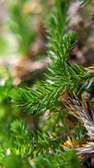 Selaginella underwoodii