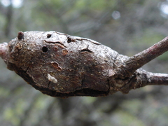 Callirhytis quercussuttoni