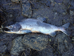 Oncorhynchus gorbuscha