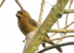 Sporophila minuta