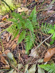Pteridium aquilinum pseudocaudatum
