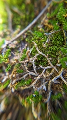 Selaginella underwoodii