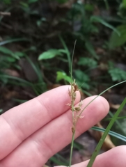 Carex polystachya