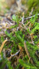 Selaginella underwoodii