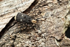 Platystomos albinus