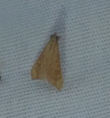 Antigastra catalaunalis