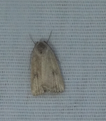 Micrathetis triplex