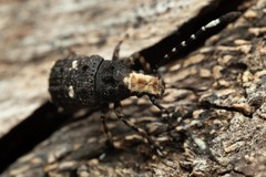 Platystomos albinus