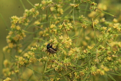 Leptinotarsa lineolata